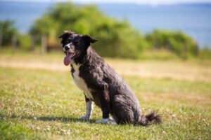 Hundewiese mit viel Auslauf entlang des öffentlichen Fußwegs abgegrenzt durch Hecke