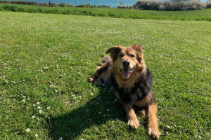 Hundewiese für Alle Gäste