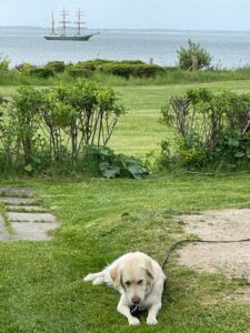 Blick auf die Ostsee perfekt zum Schiffe beobachten aus einer Zelle der Panoramareihe mit genug Platz für Vierbeiner